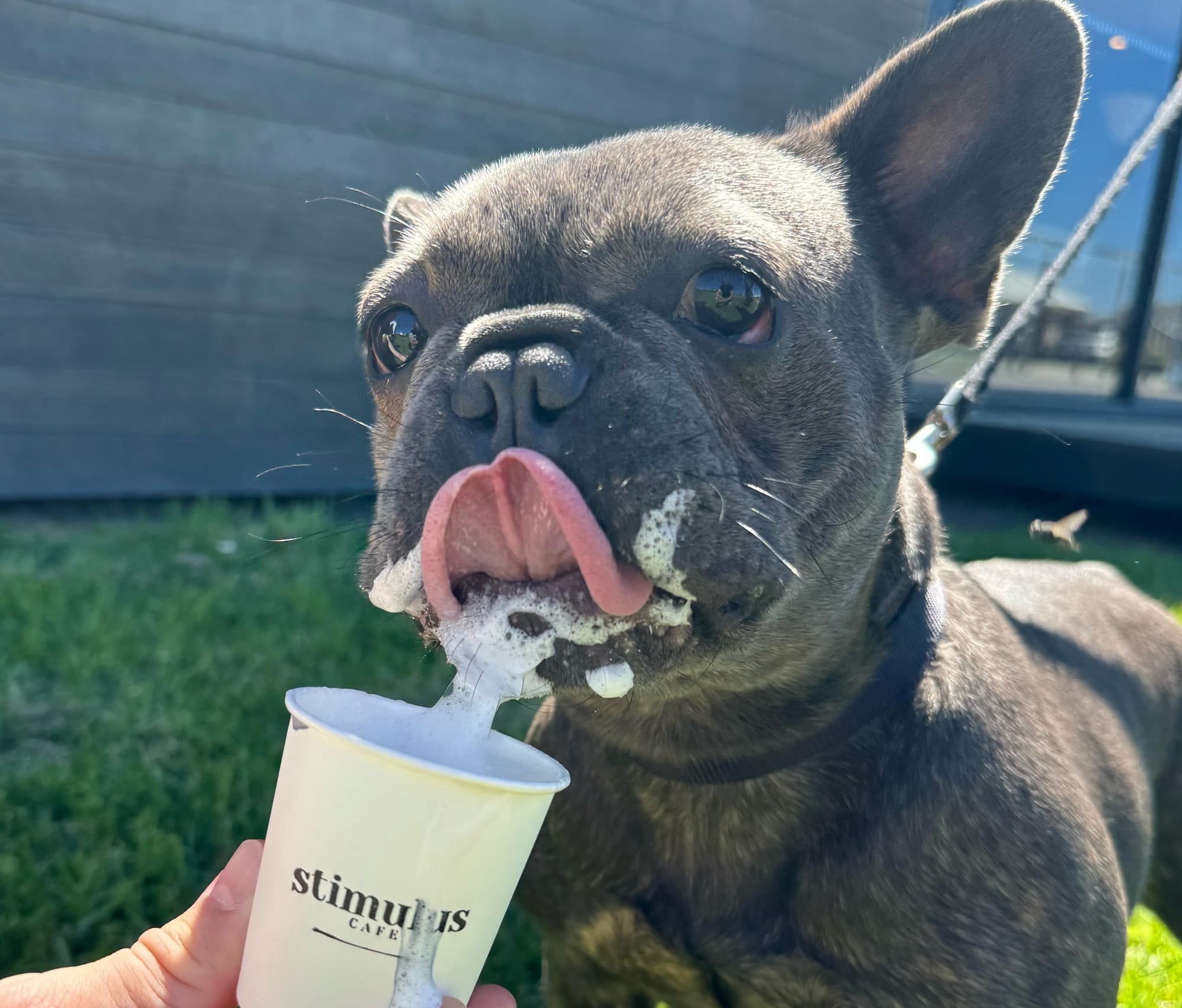 Free coffee and live music as SJD Homes opens new home super centre