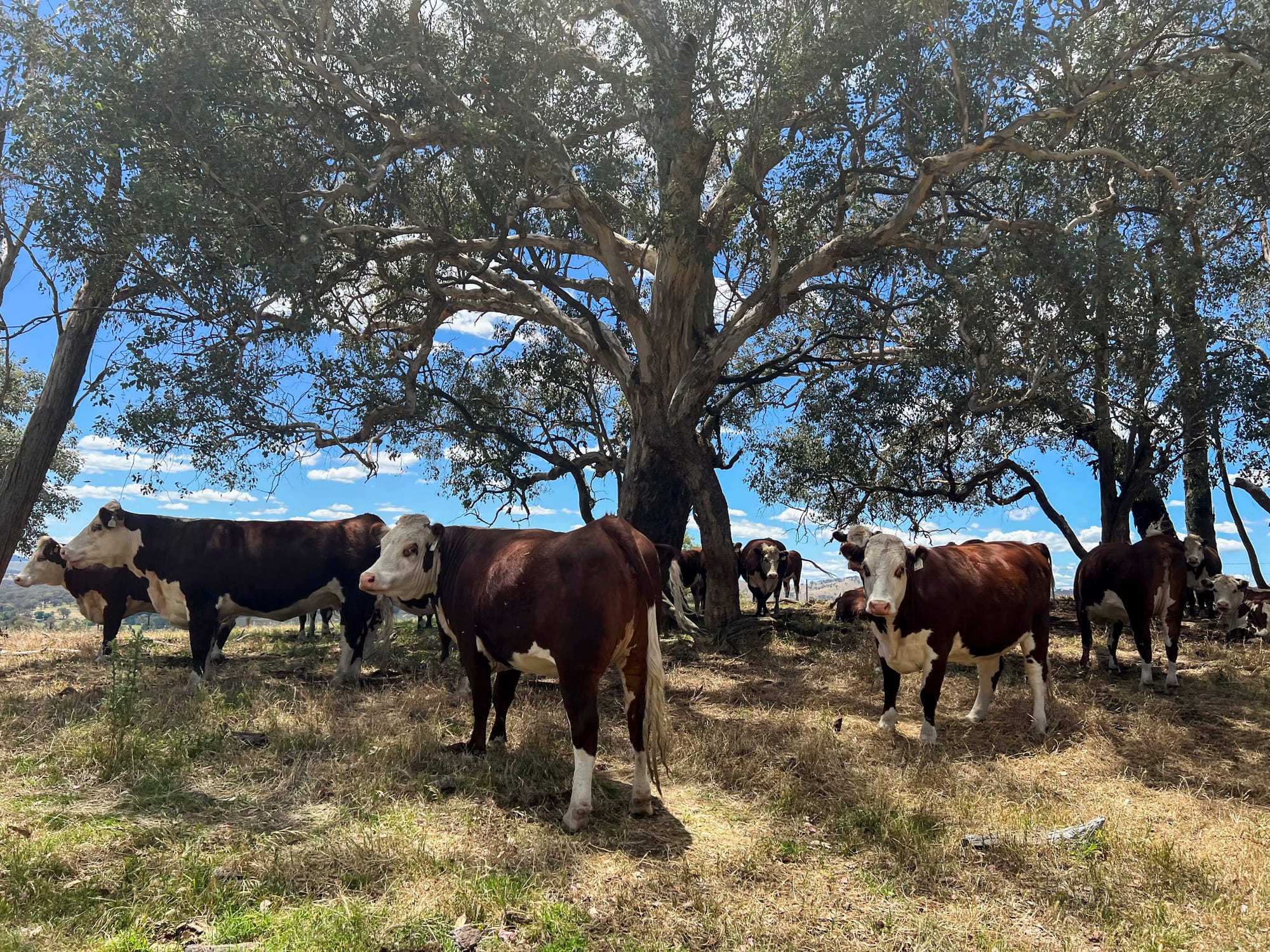 Provide shelter for your livestock this summer