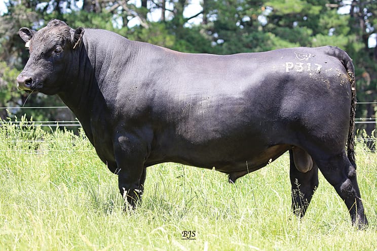 Record-breakers’ progeny to be showcased at Spring sale