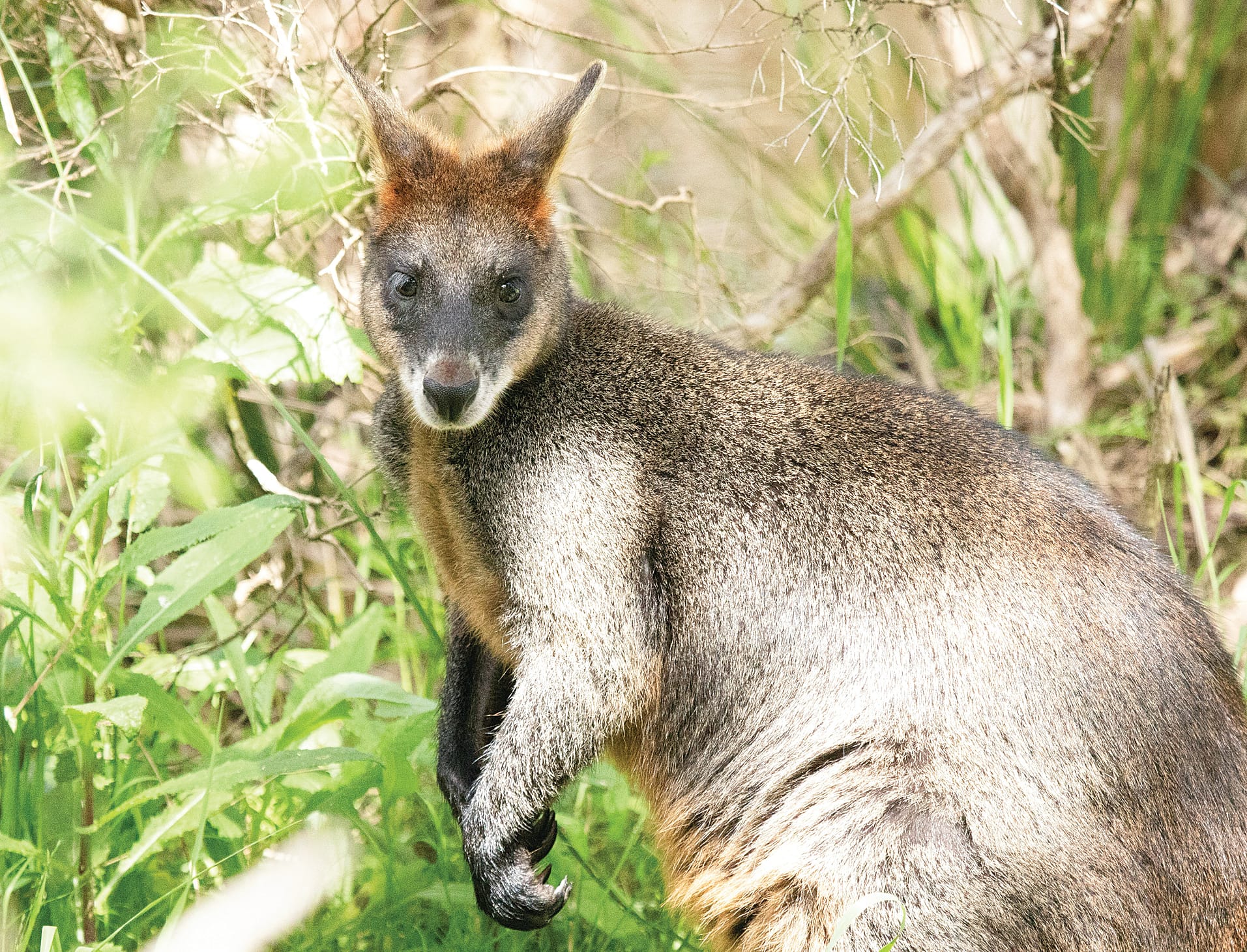 Unchecked native wildlife populations are wreaking havoc on farms and land