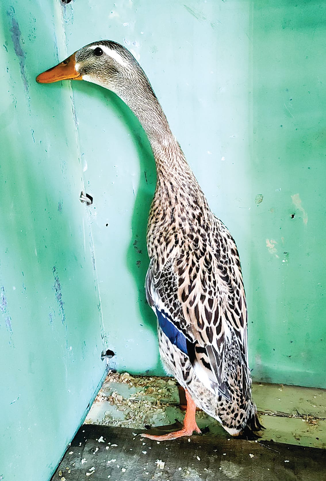 Poultry fanciers will have plenty to see at the Korumburra Show.