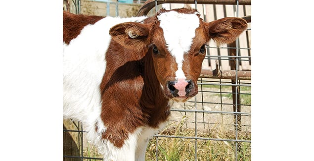 Top industry experts talk genetics, breeding