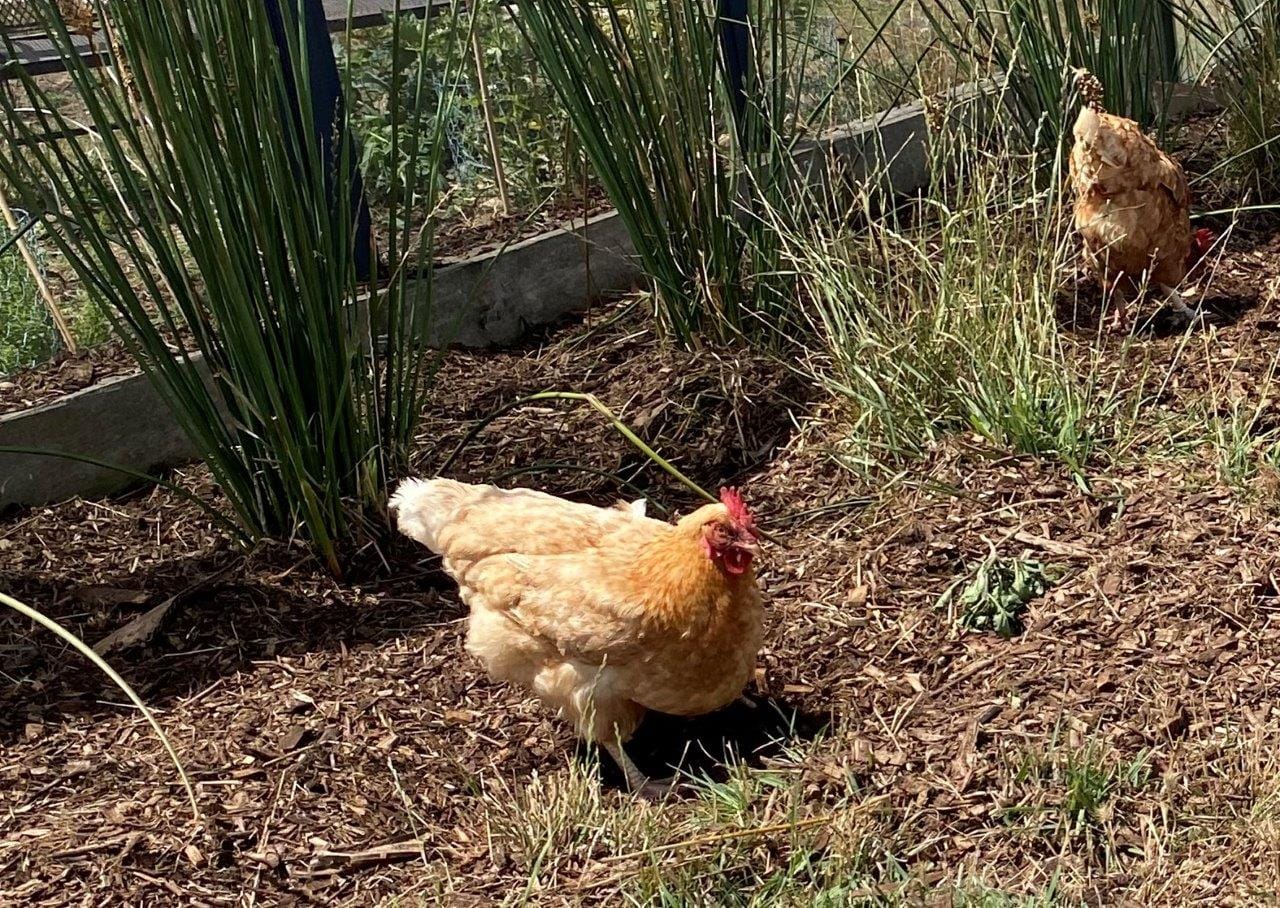 The chooks are all part of the food production process at David and Bhavani Rooks’ edible garden on Ventnor Road.