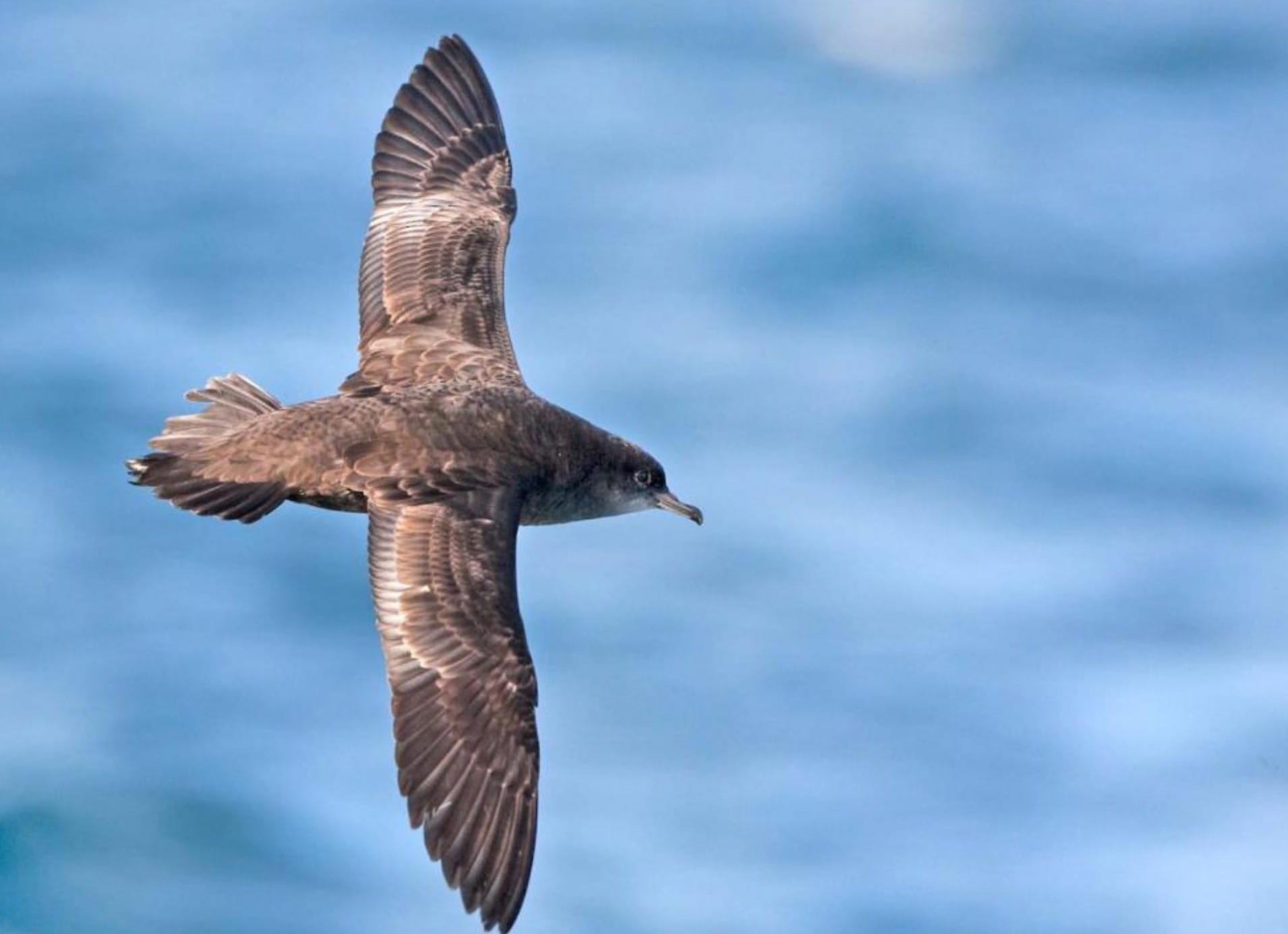 Island residents not so satisfied with shire