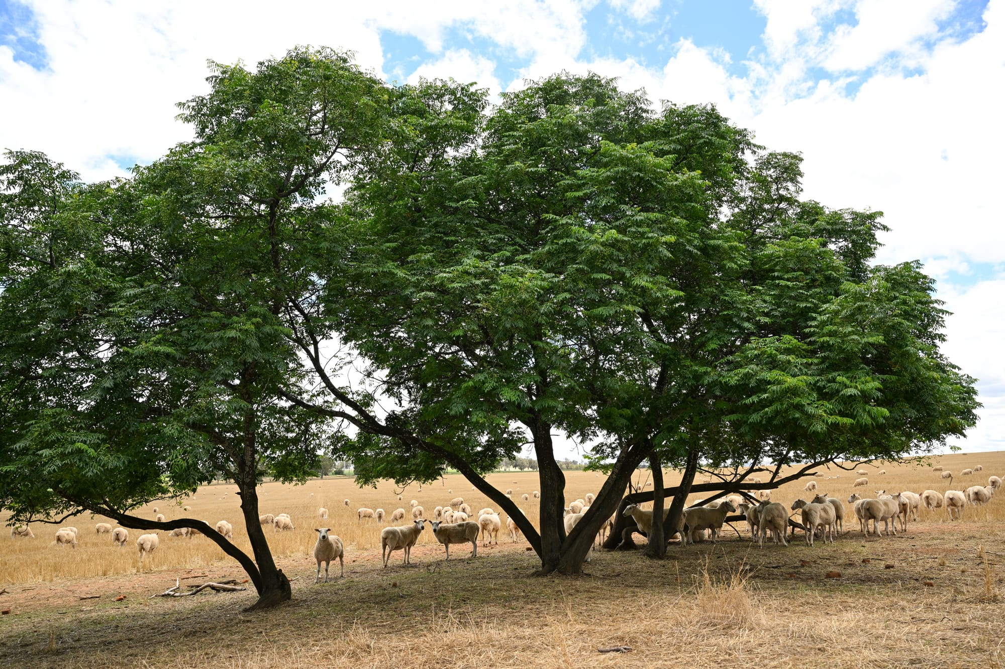 Timely resource for sheep producers