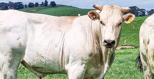 More trees, less carbon means better farming