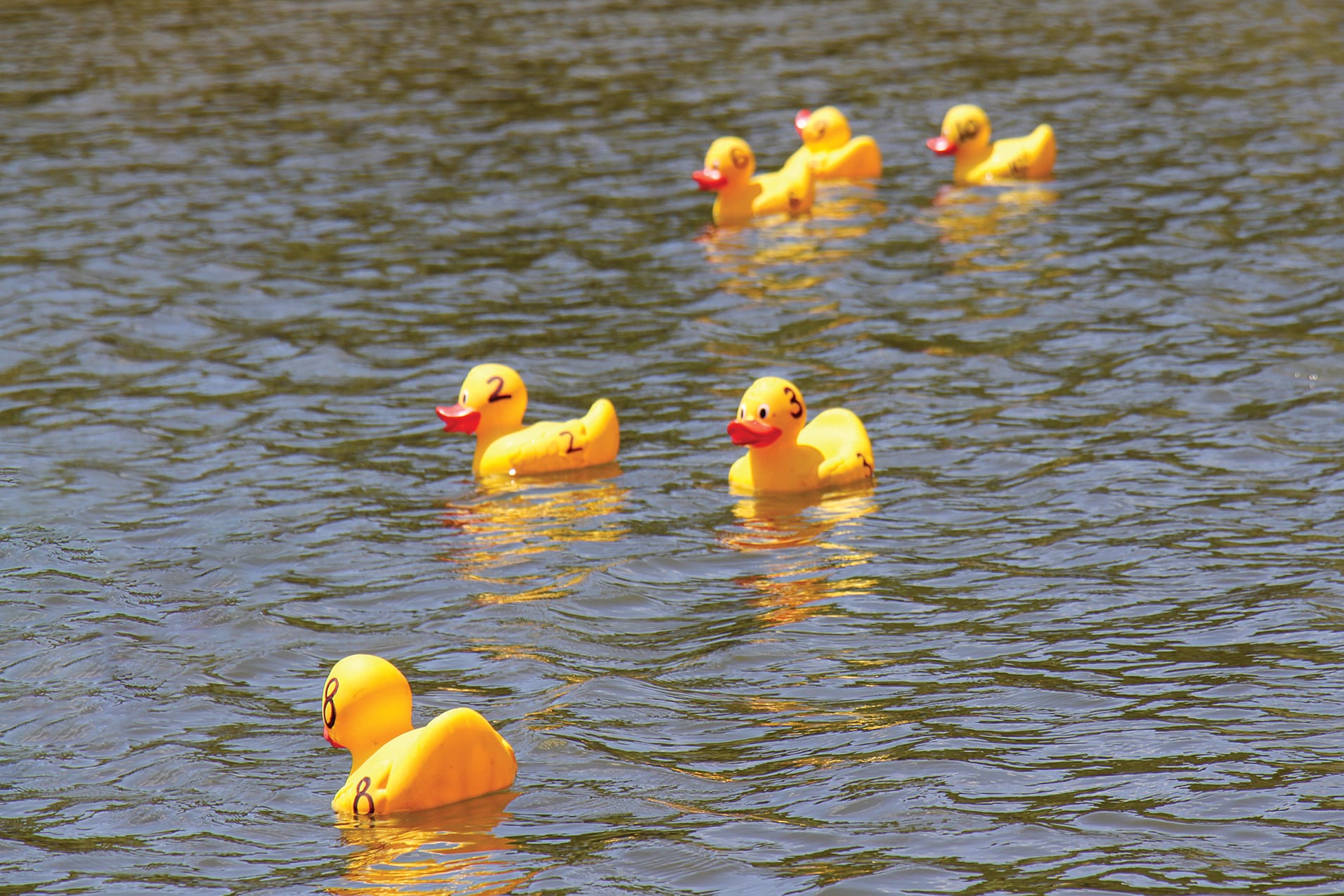 Tarwin River ducks lined up in a row for the Australia Day duck derby. B35_0425