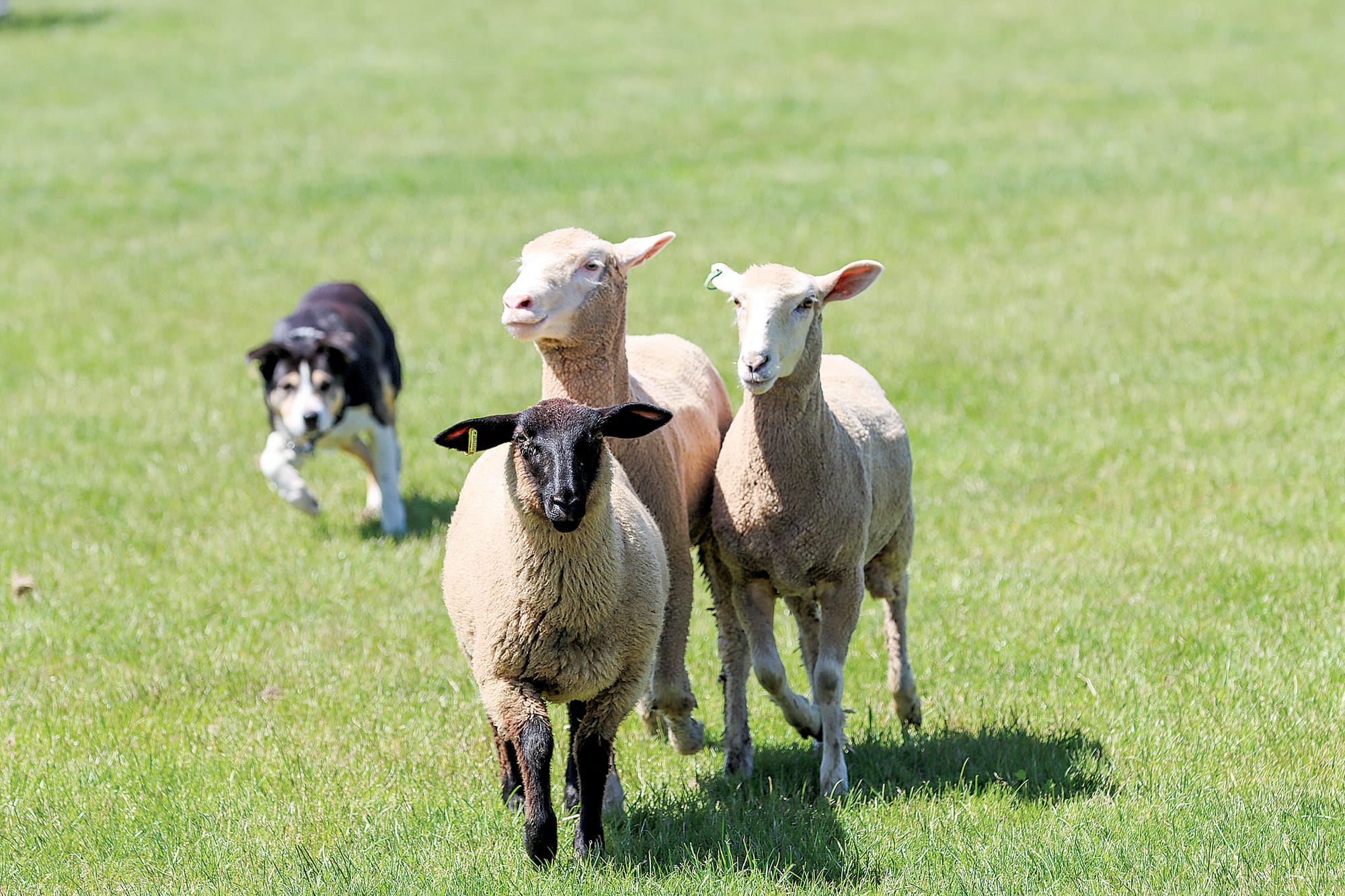 Ned rounds the sheep into the yards after a run C106_4522.