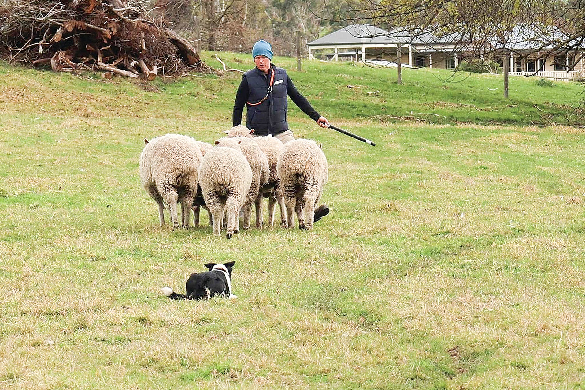 This year’s South Eastern Working Sheep Dog Trials at Korumburra Showgrounds is set to be a big one with over one hundred dogs competing with their handlers. 