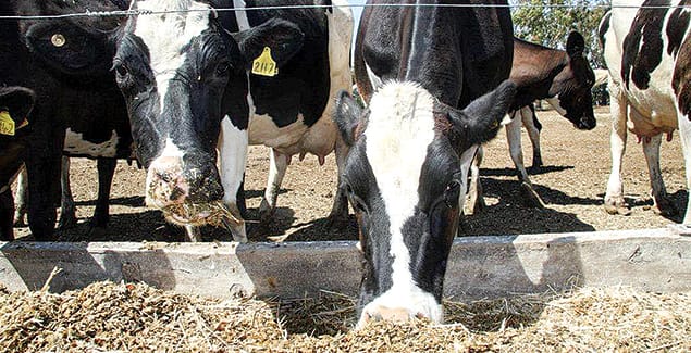 Gippsland milking positive financial returns