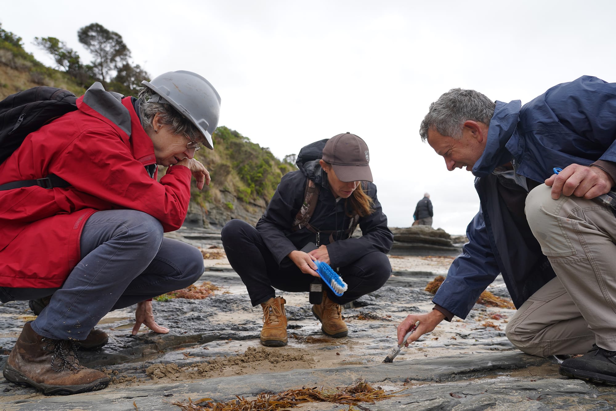 NEW DISCOVERY: Earliest evidence that birds set foot near South Pole 125 million years ago