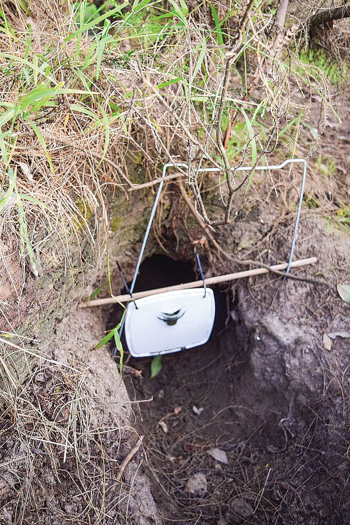 Volunteers help local wombats fight mange