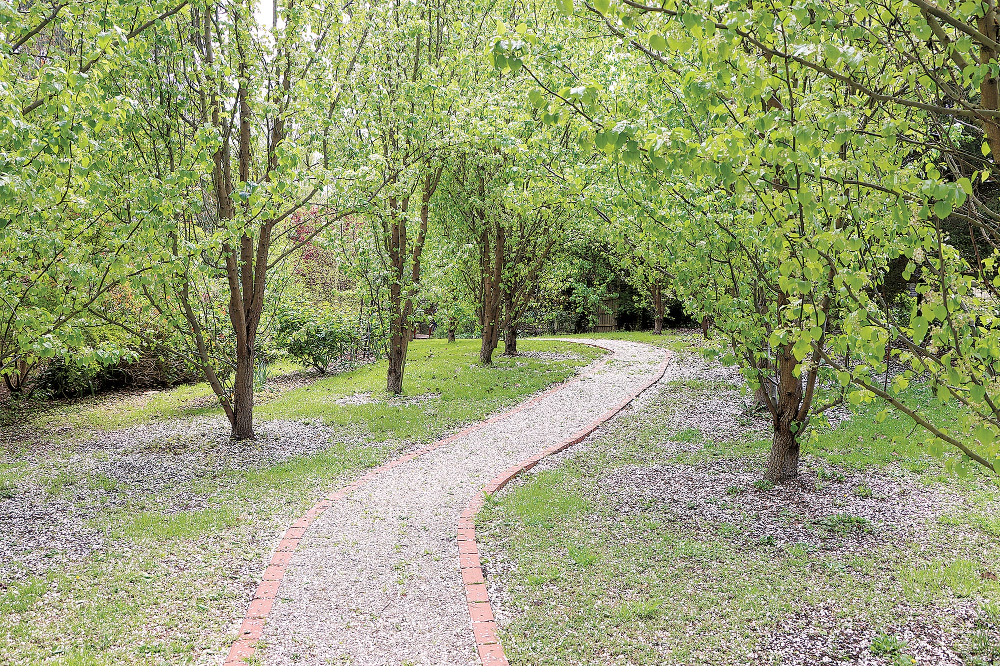 A stunning pear walk makes for a memorable entrance to the Witsend garden.