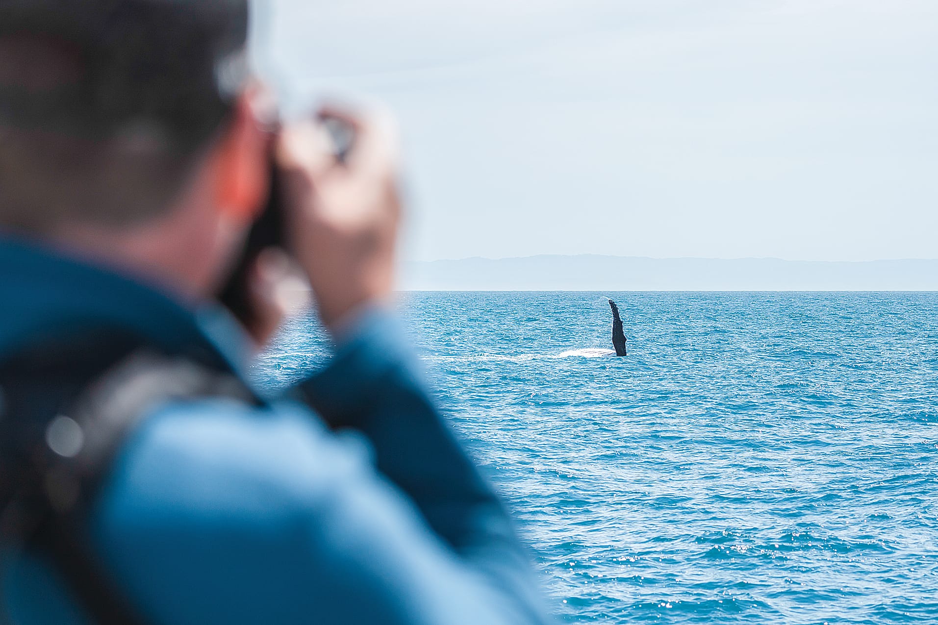Citizen scientist photographers have been a crucial part of increased data and ID collection of whales passing through Phillip Island and Wilsons Prom.