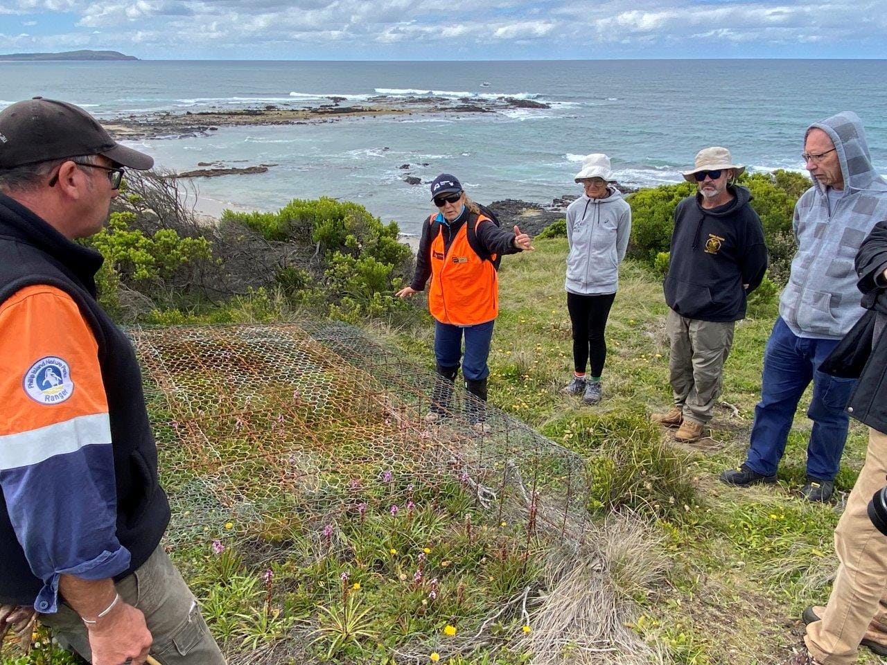 How rabbits have decimated Phillip Island's biodiversity