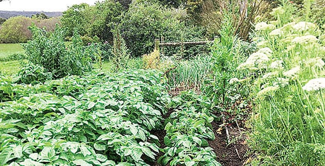 Inspiring food gardens in Bass Coast