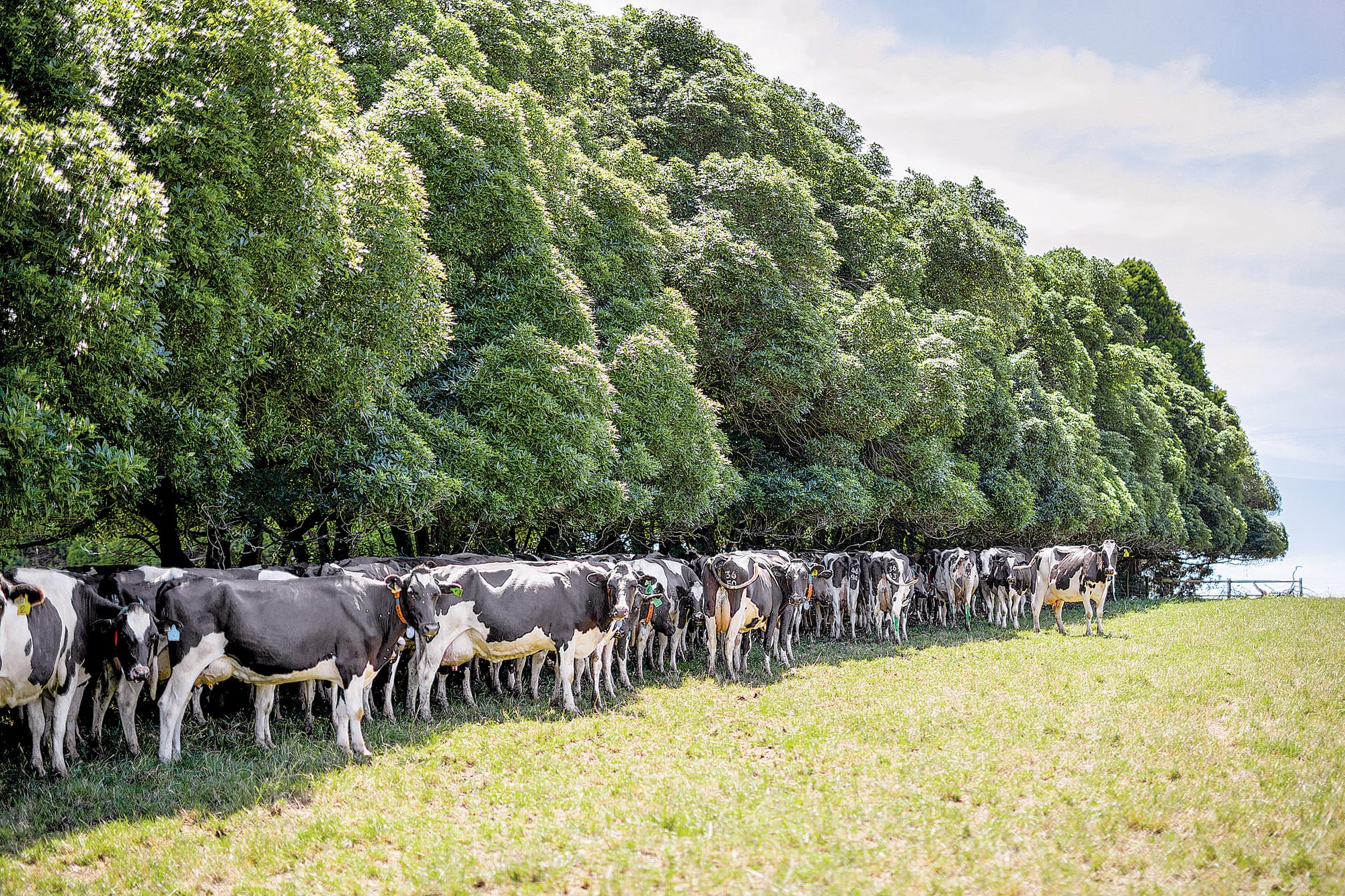 Milk supply falling but prices still strong
