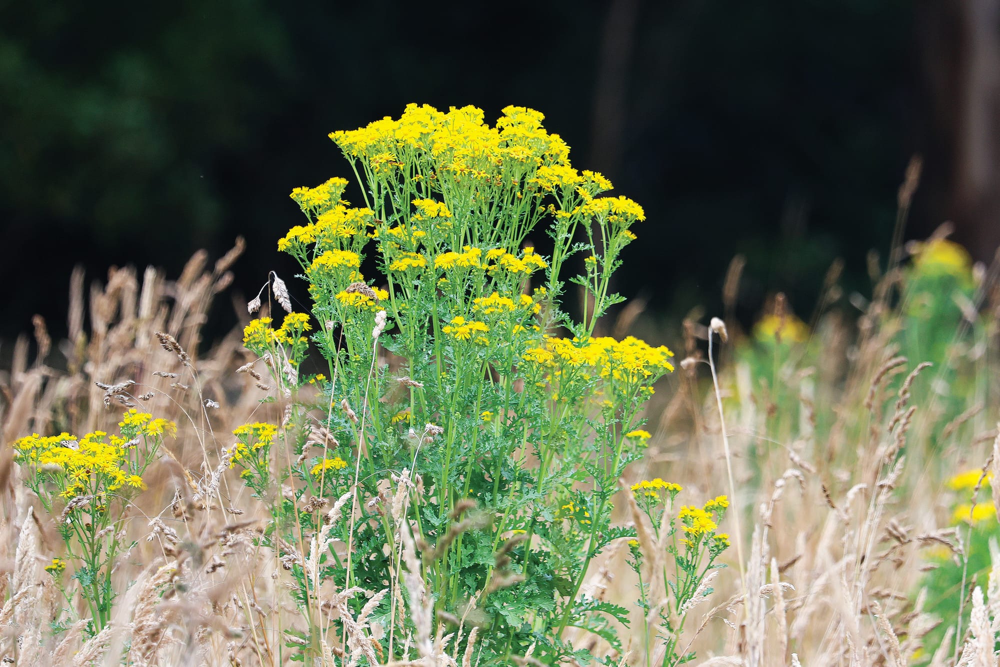 More support for communities to tackle pests