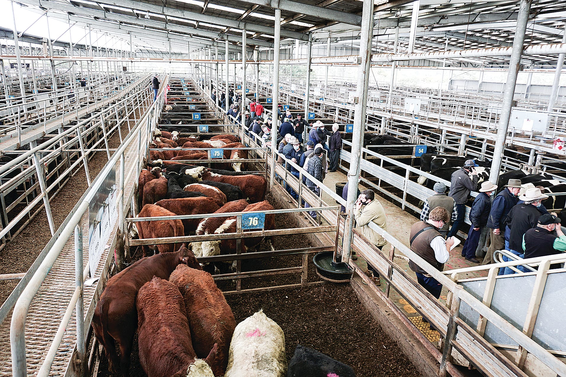 Global demand for cheaper beef cuts