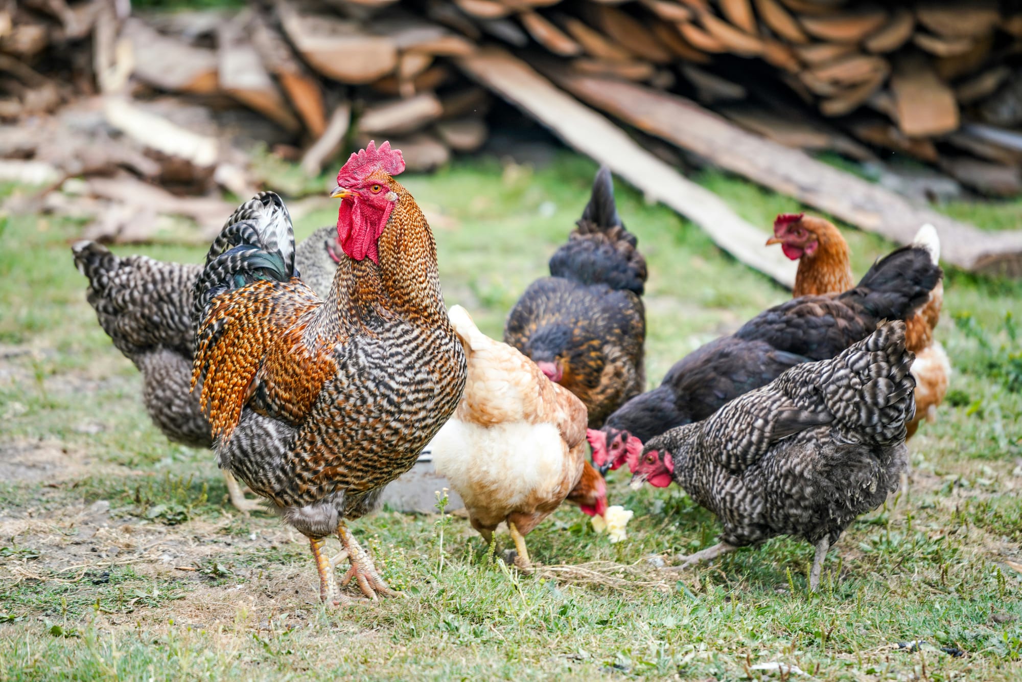 New requirements for all poultry owners announced