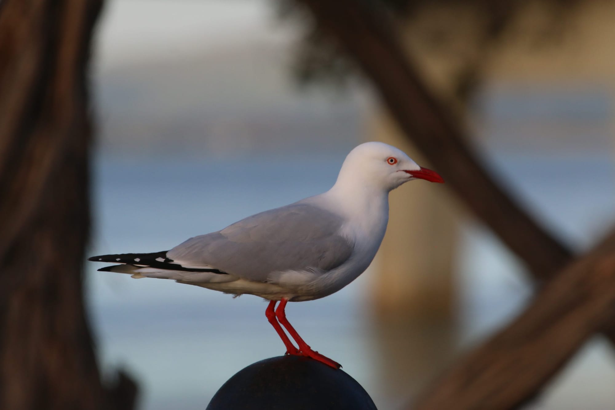 Alert: Bass Coast COVID-19 case notified