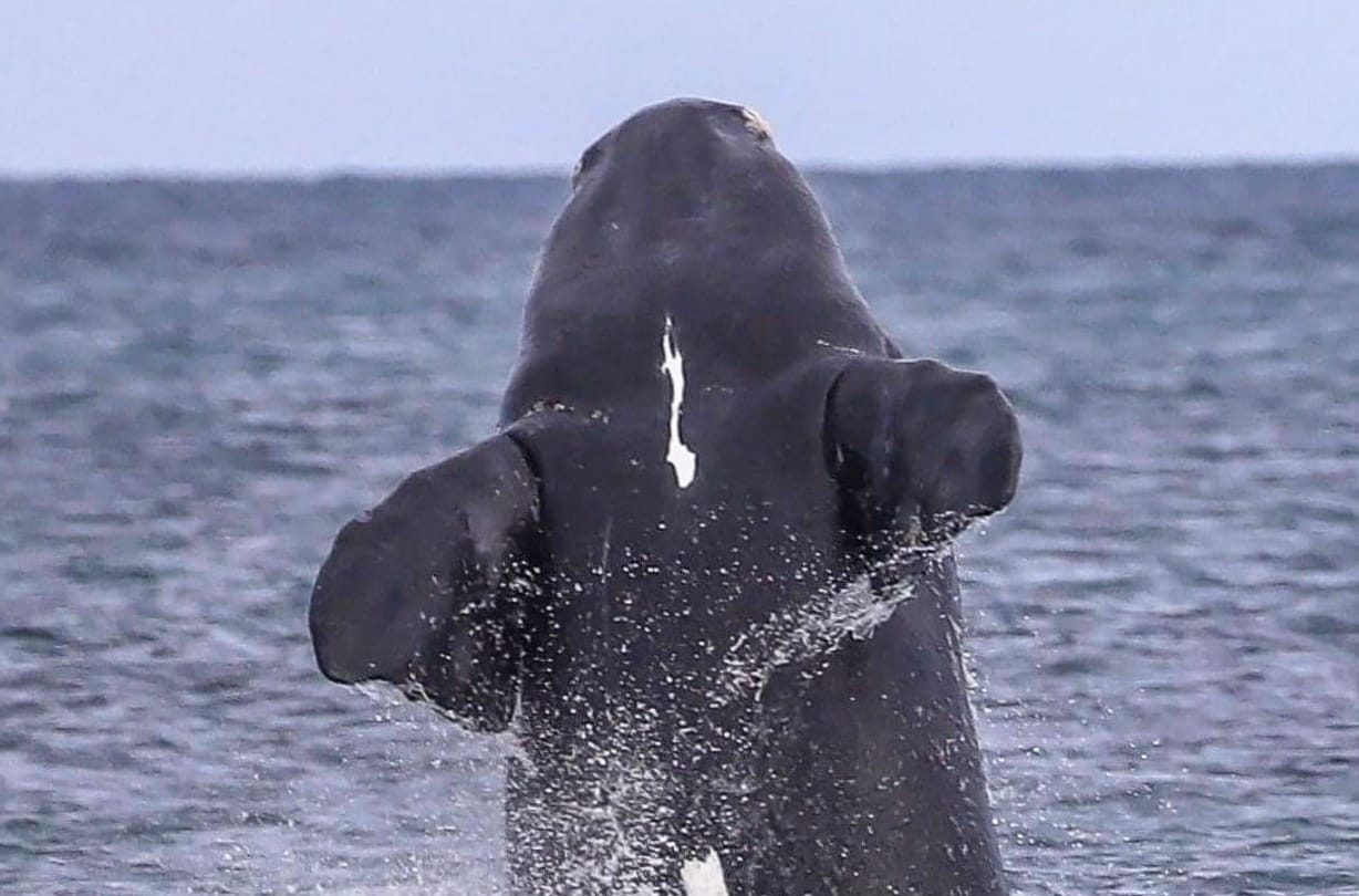 Targeting irresponsible whale watchers in Cowes