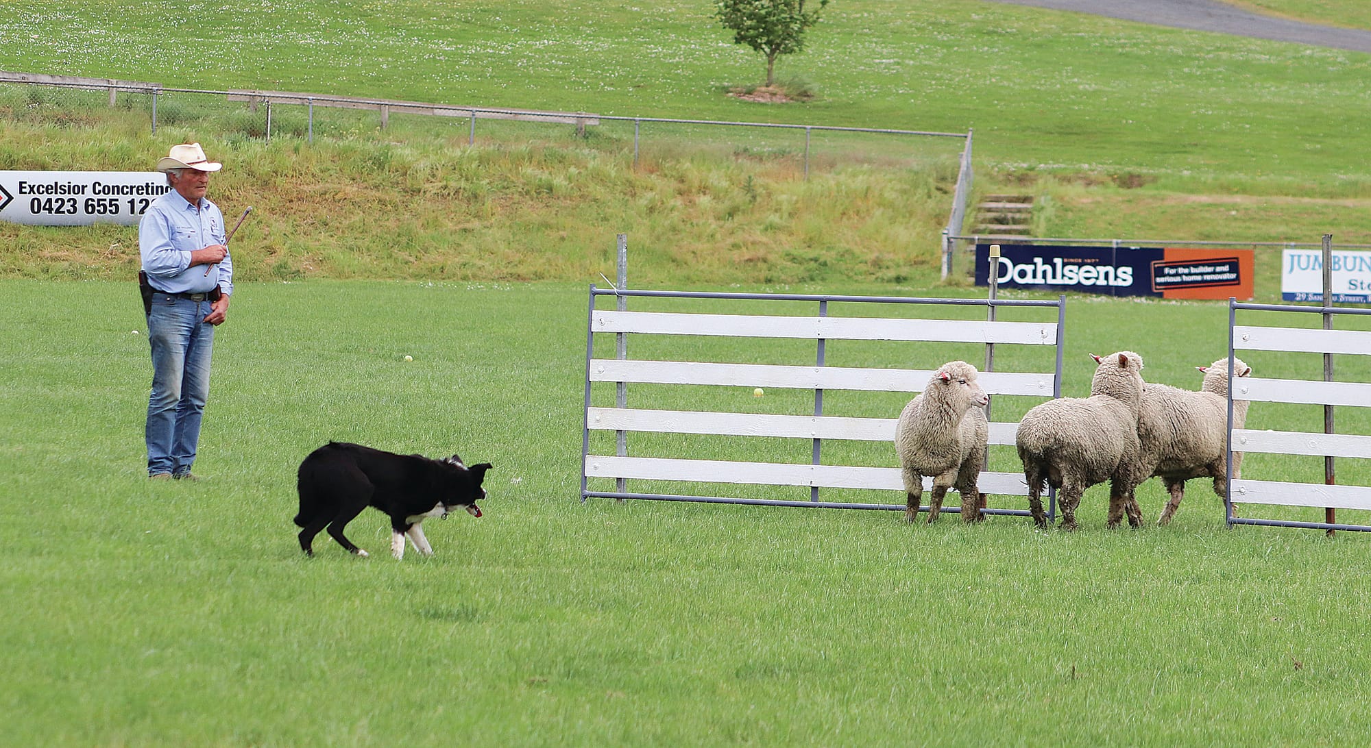 Working dogs to take centre stage at Korumburra