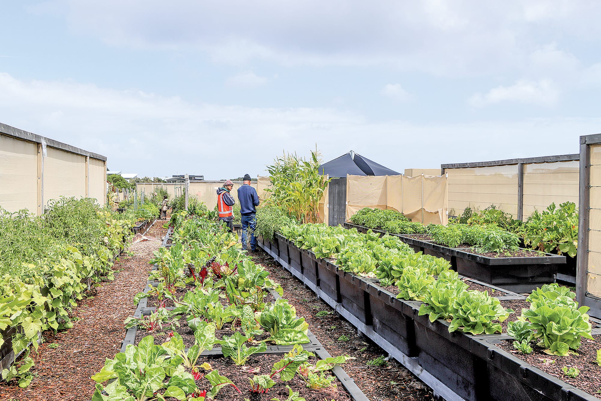 The Cape Community Farm is producing impressing quantities of produce.