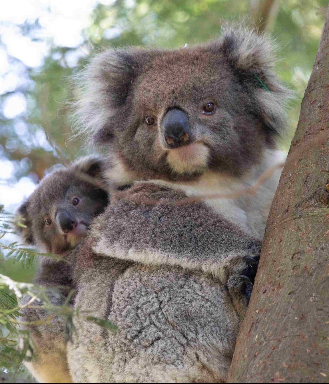 Joey joy at Koala Conservation Reserve