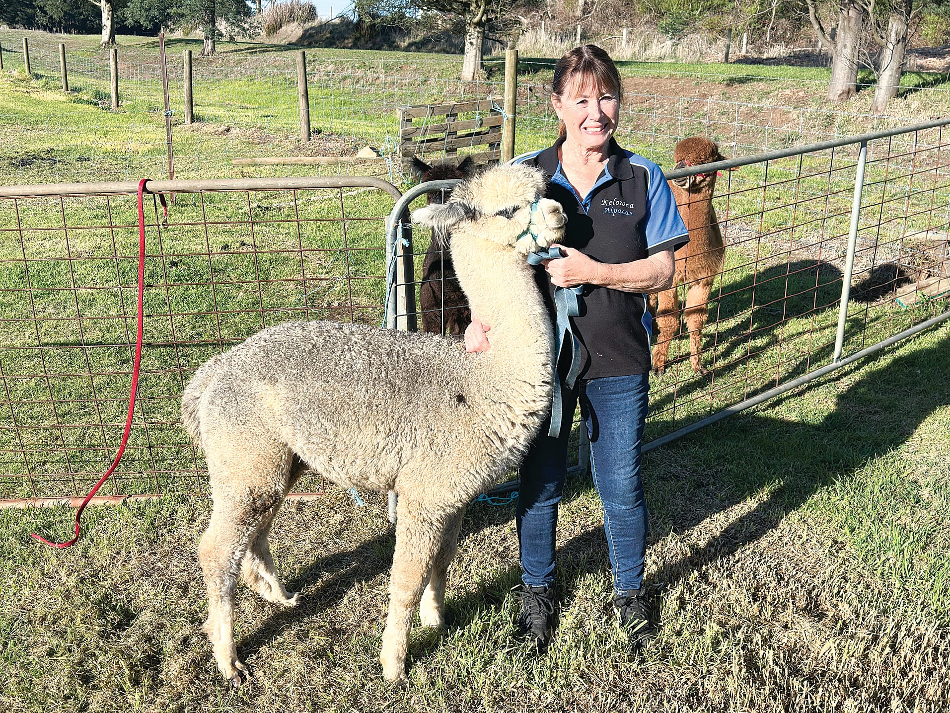 Jenny and Greg Bradshaw breed brown alpacas, but end up with many other colour combinations, like Thunderstruck who has a unique grey and white fleece. ob11_2525
