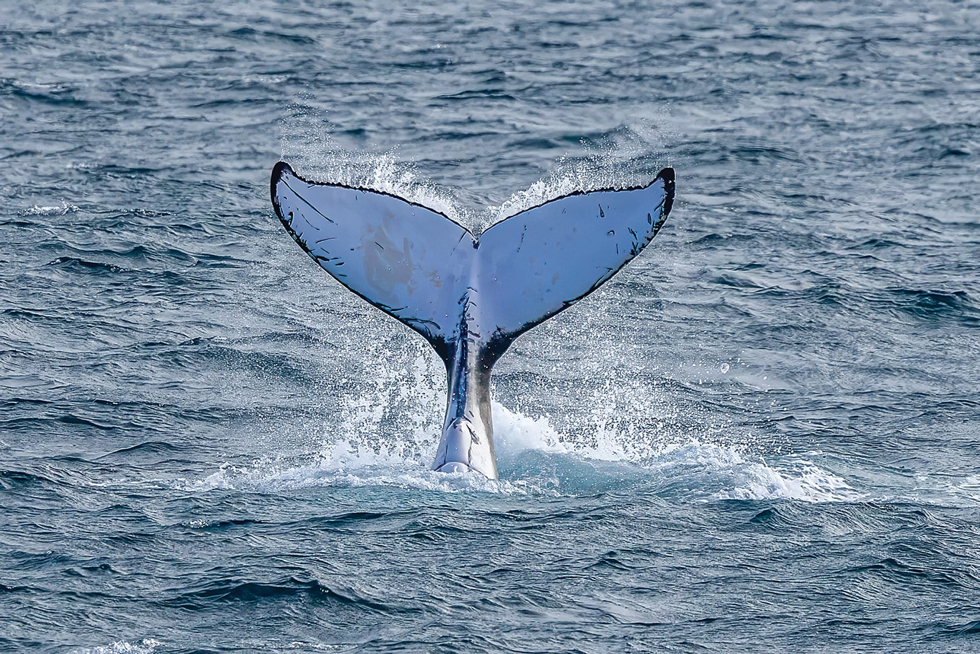 A whale ID photo taken on June 19 this year by citizen science photographer Andrew Young.