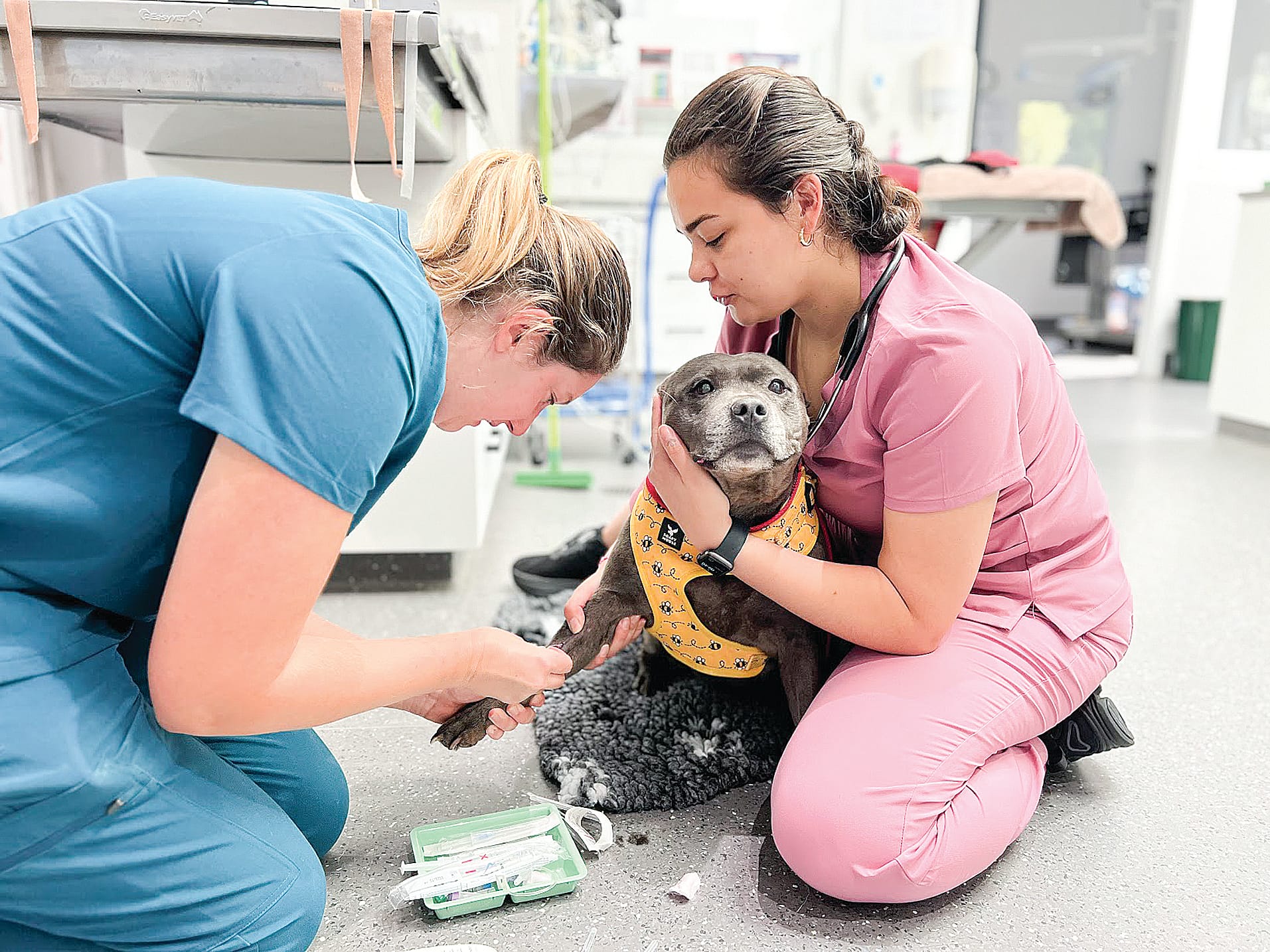 Compassion meets expertise at Gippsland Pet Emergency.