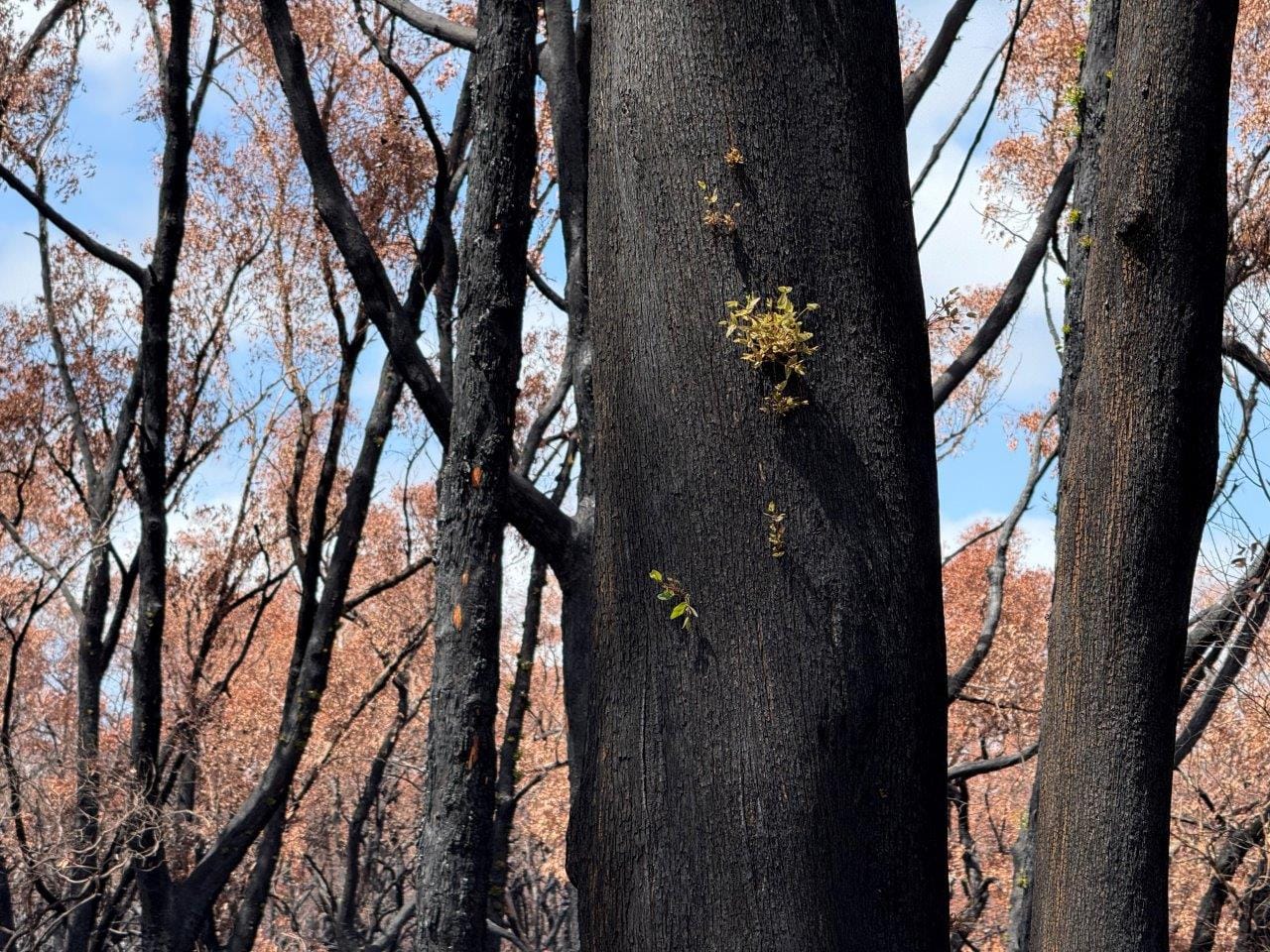 Little more than a month after The Gurdies bushfire, there are signs of life in the blackened trees along Gurdies-St Helier Road.