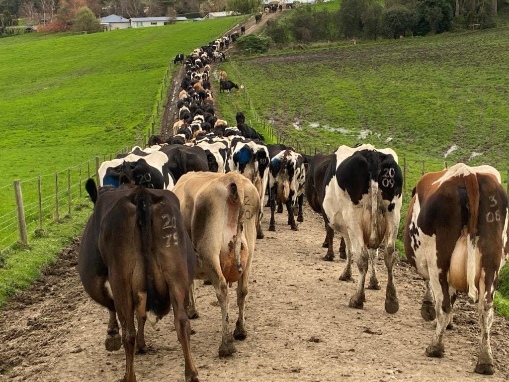 Burra, Fonterra, Bega make quick milk price adjustments