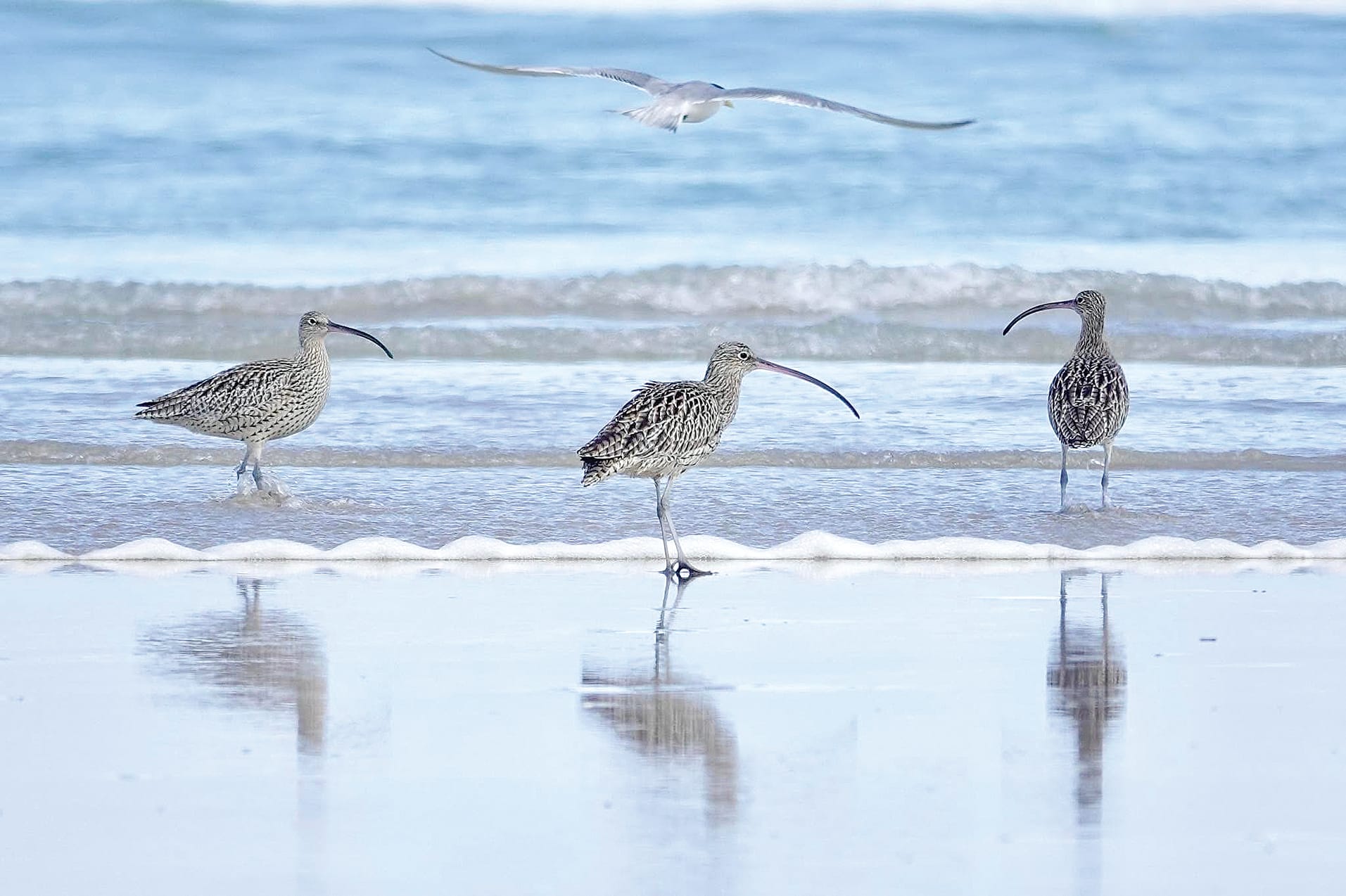 Council unfazed by Barry Beach Esso project