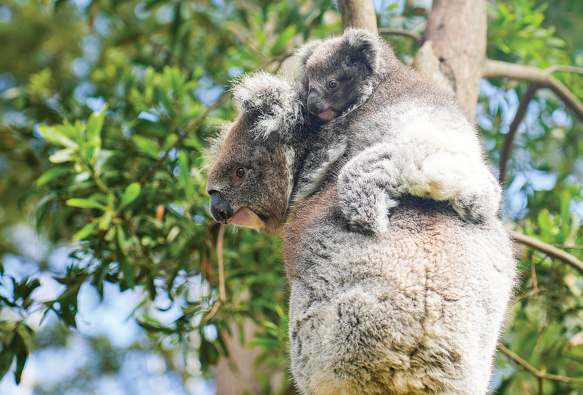 Trixie and her joey return to their enclosure.