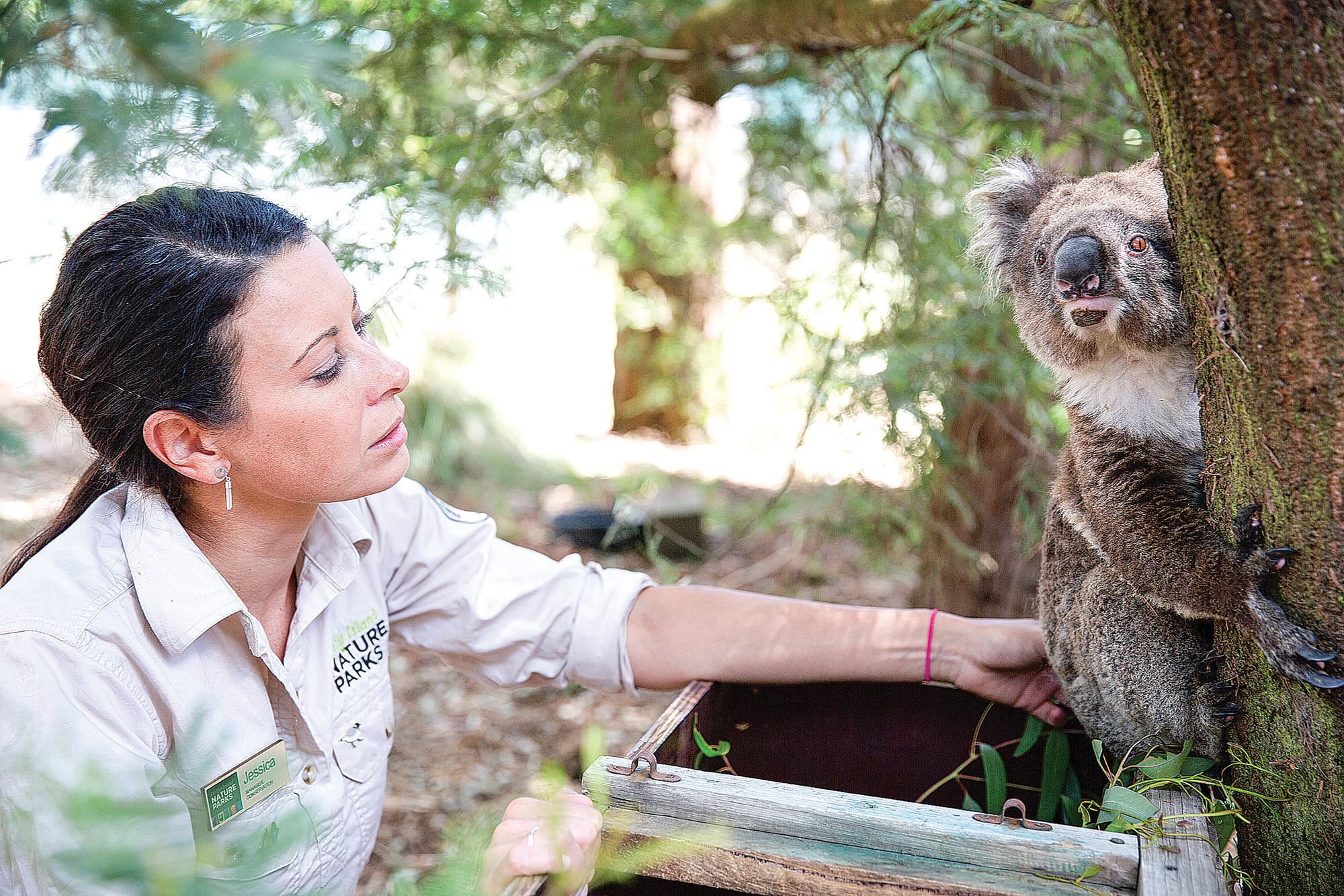 New research into treating mange in koalas
