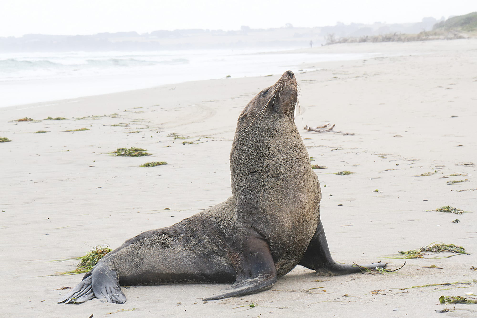 Australian Fur Seal challenges beachgoers at Inverloch