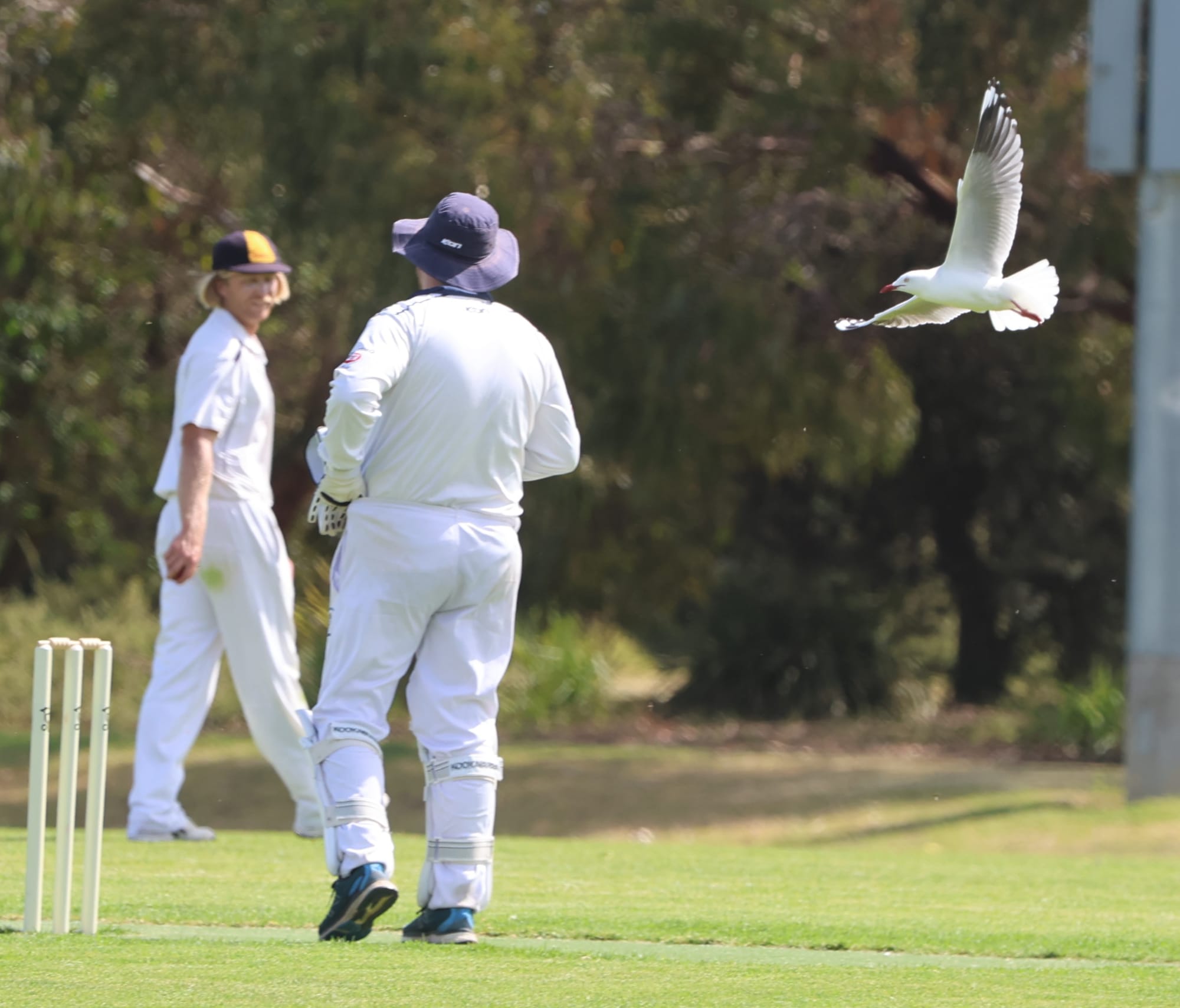Here he comes again! Sammy the Seagull flies in for a closer look at the action in the A Grade Division 1 match between Phillip Island and Nerrena on Saturday.