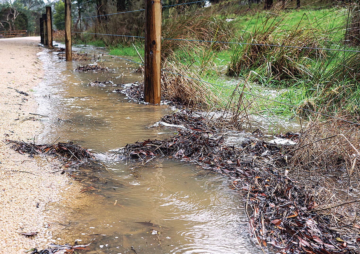 One of the few walkable paths was the Great Southern Rail Trail but walker beware as water builds on the edges. C45_3322