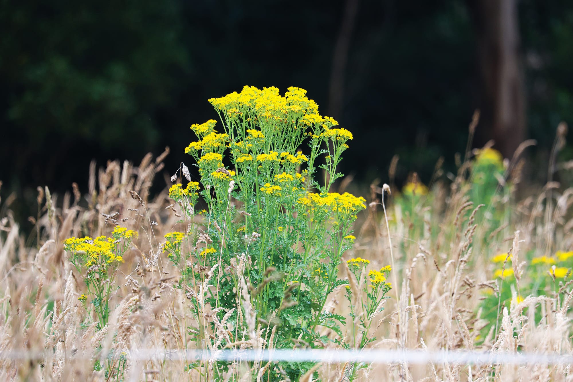 Ragwort Rampant - Yellow menace invades Loch, Poowong, Nyora