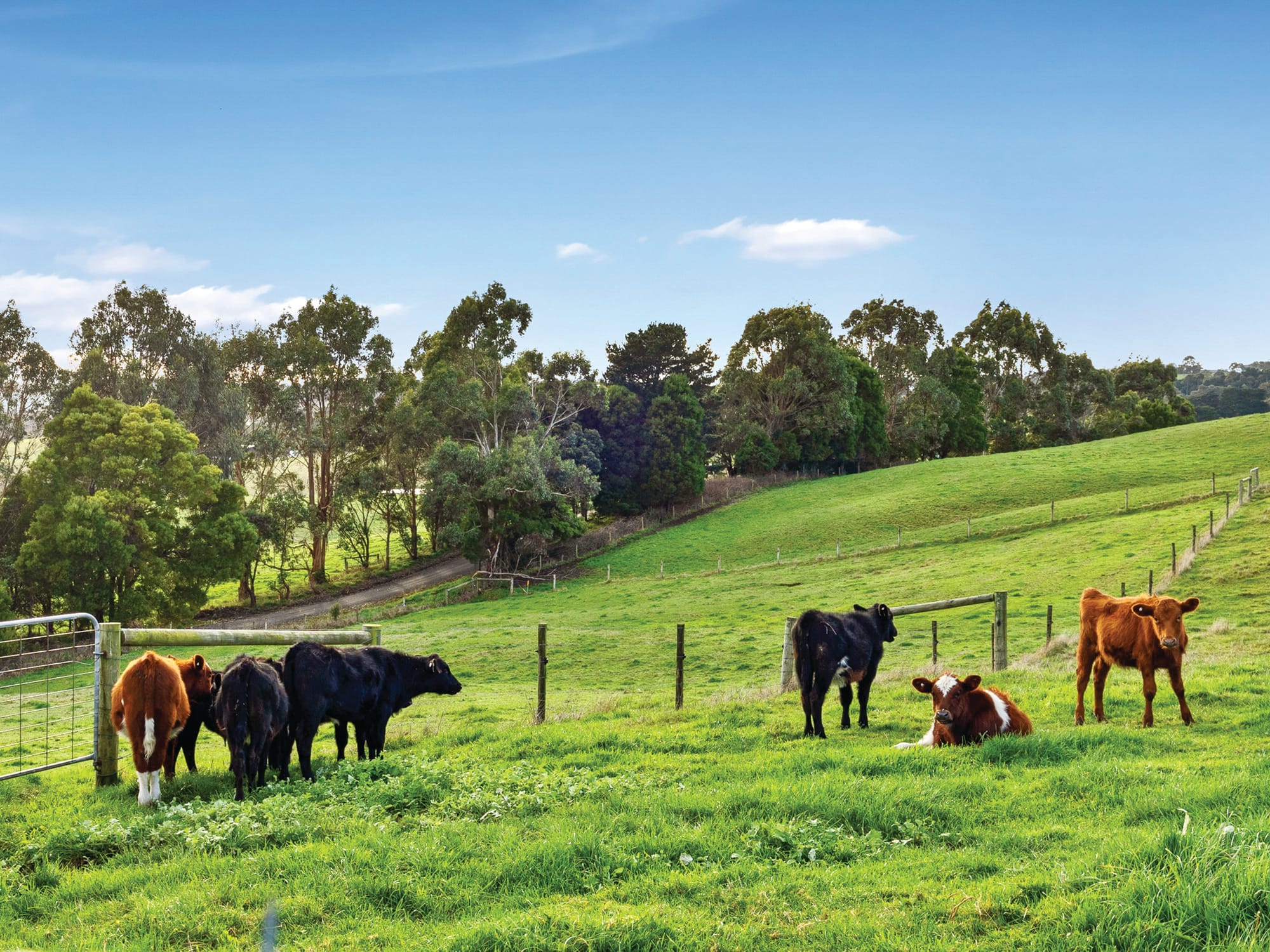 Views for days… amazing 5-acre lifestyle property on the outskirts of Korumburra