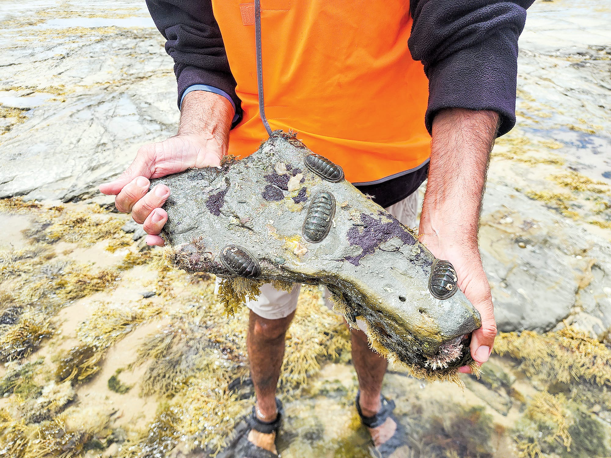 Secret world of rockpools