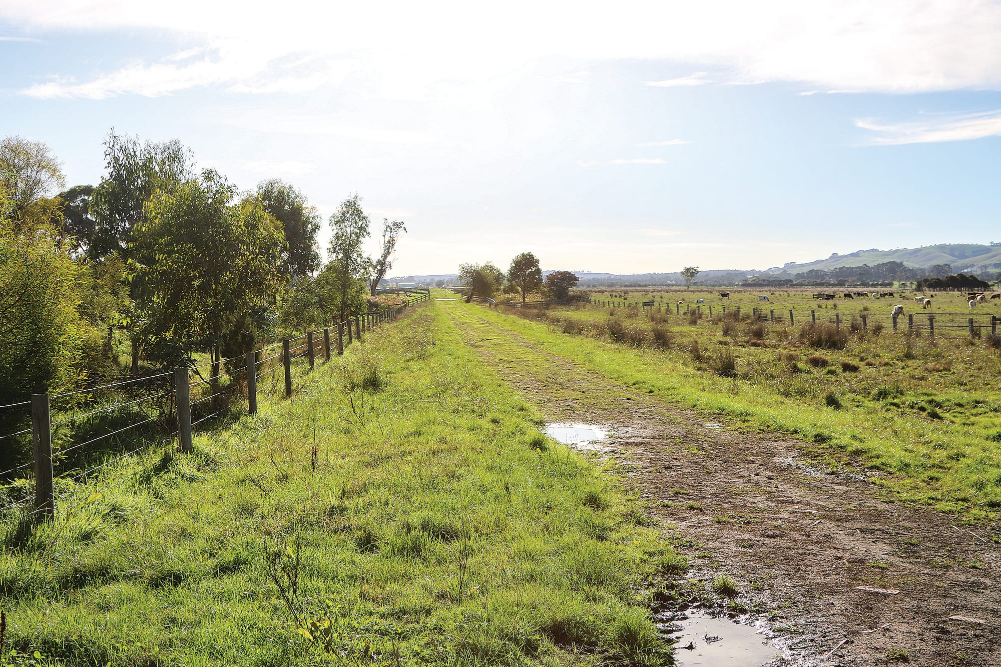 Lyn Whitlam and Peter Browns farm is divided by the rail trail and cattle is moved regularly from one paddock to another, going across the trail.