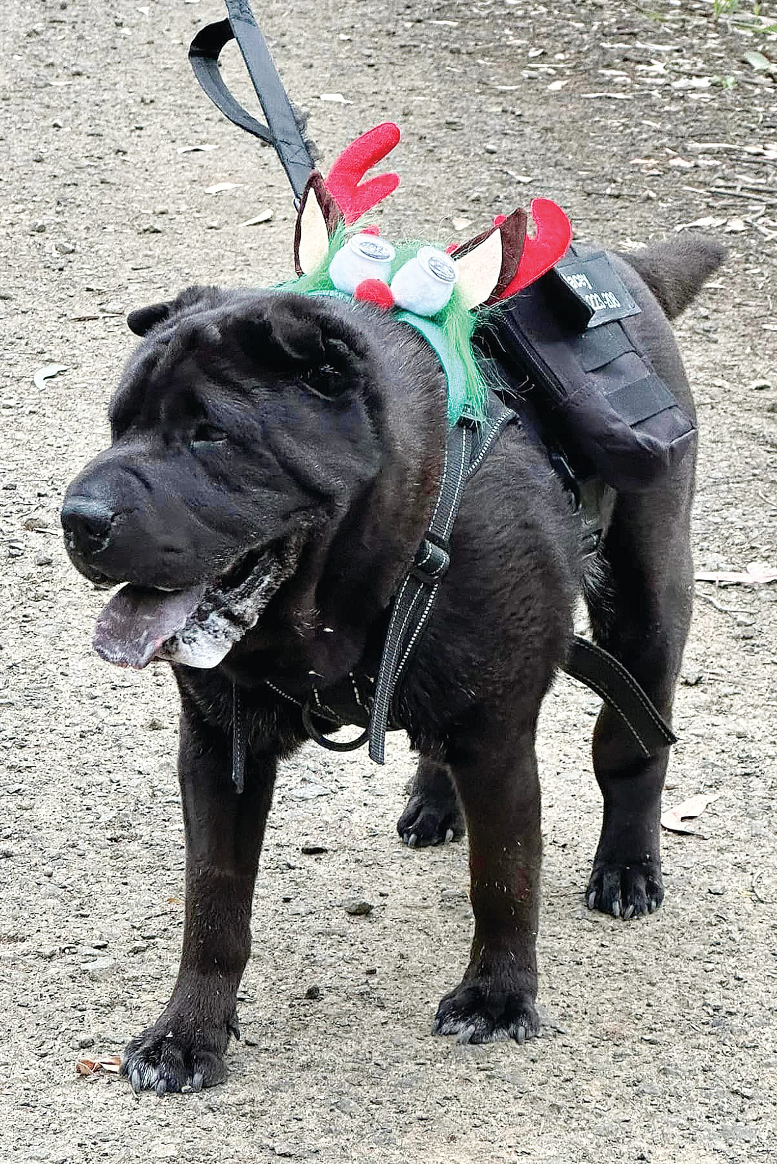 Macey the dog was dressed up for the occasion. 