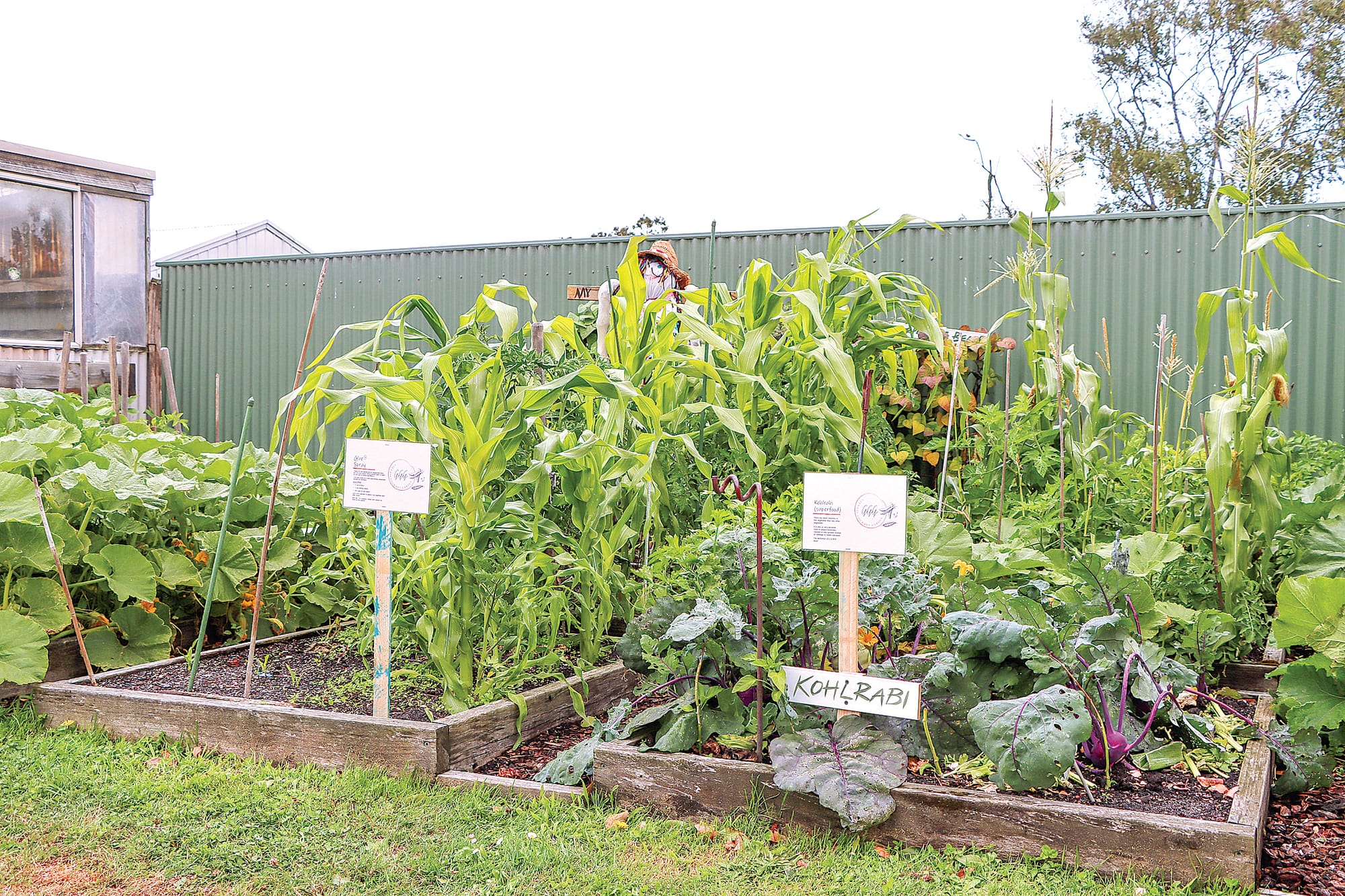 Glenda’s Gourmet Garden in Wonthaggi currently includes the versatile crop of Kohlrabi.