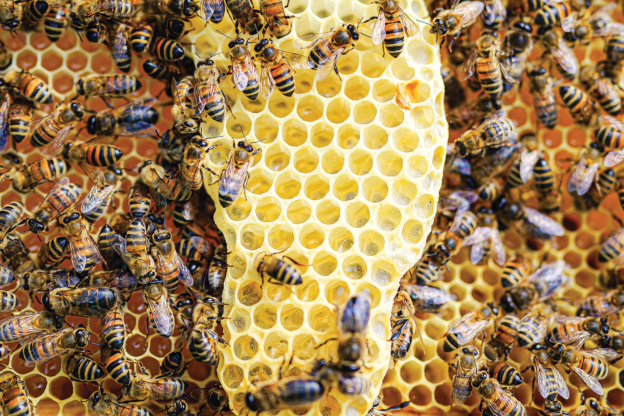 Plant a tree and save the bees