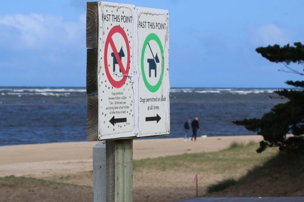 Why it’s not so easy for dog walkers