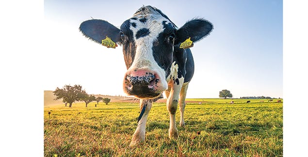 Dairy industry faring well despite global challenges