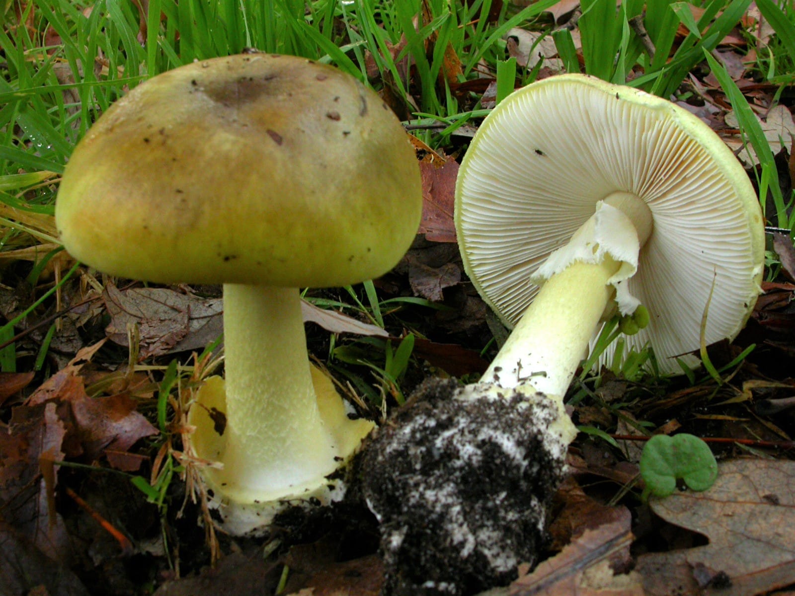 Mushroom toxicology ‘could take weeks’ they say